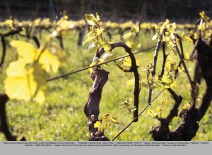 Chardonnay vines at Ashbrook Estate