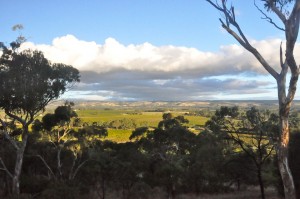 McLaren Vale panorama