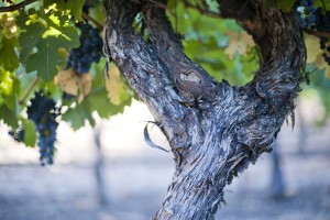 Leconfield's 40 year old vines