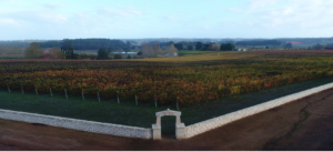 Distant image of the vineyard at Picardy Vineyards in Australia.