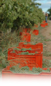 Picture of orange crates filled with grapes in a vineyard